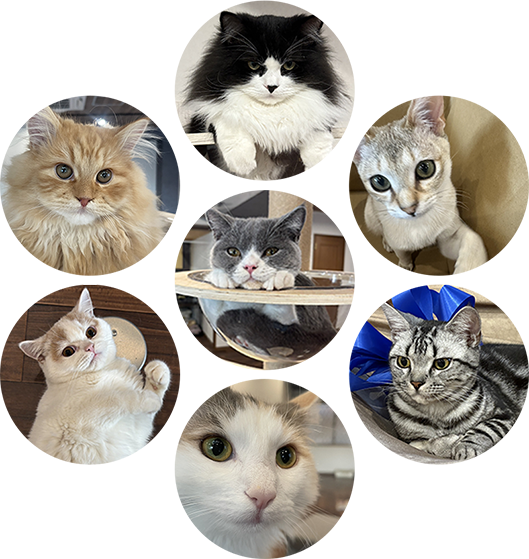 猫キャスト紹介